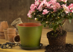 Terra Cotta Moss Pot