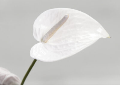 Blossom Repair with Design Master® Flat White ColorTool Spray