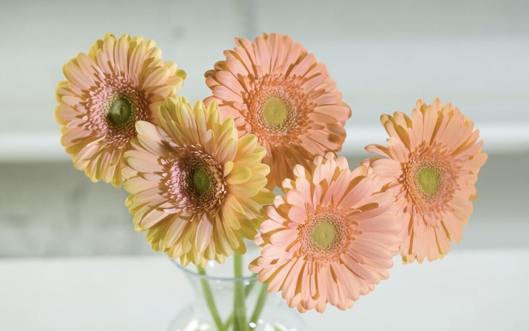 Color Shifting from Peach to Coral: Before and After