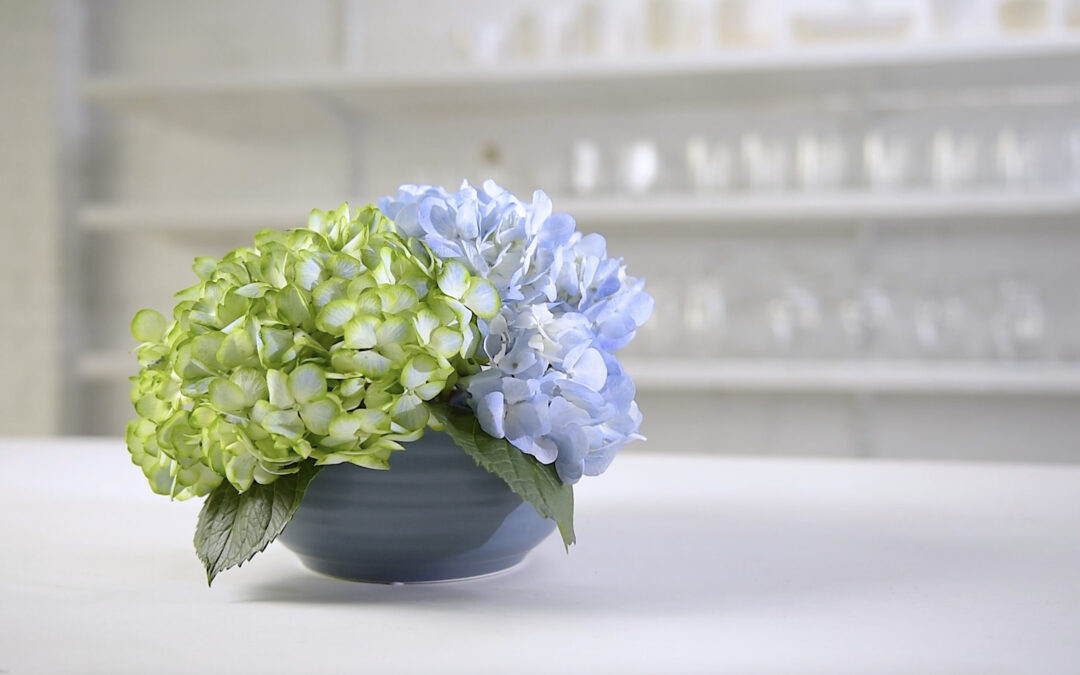 Dyeing Blue Hydrangeas with Absorbit Lime: Before and After