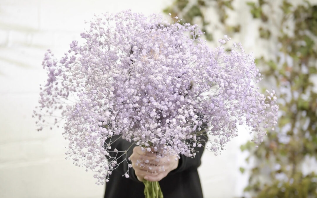 Gypsophila  — Reimagine in Any Color