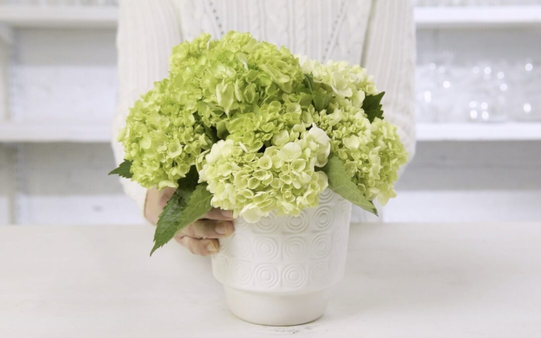 Intensify the Color of Green Hydrangeas: Before and After