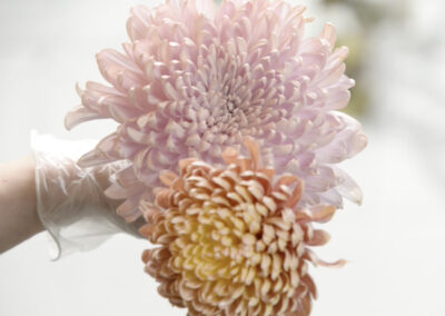 2 Ideas for Shifting Color with Blush ColorTool Spray