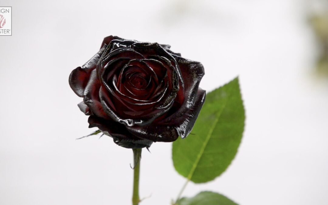 Create Black Roses with Flat Black ColorTool Spray