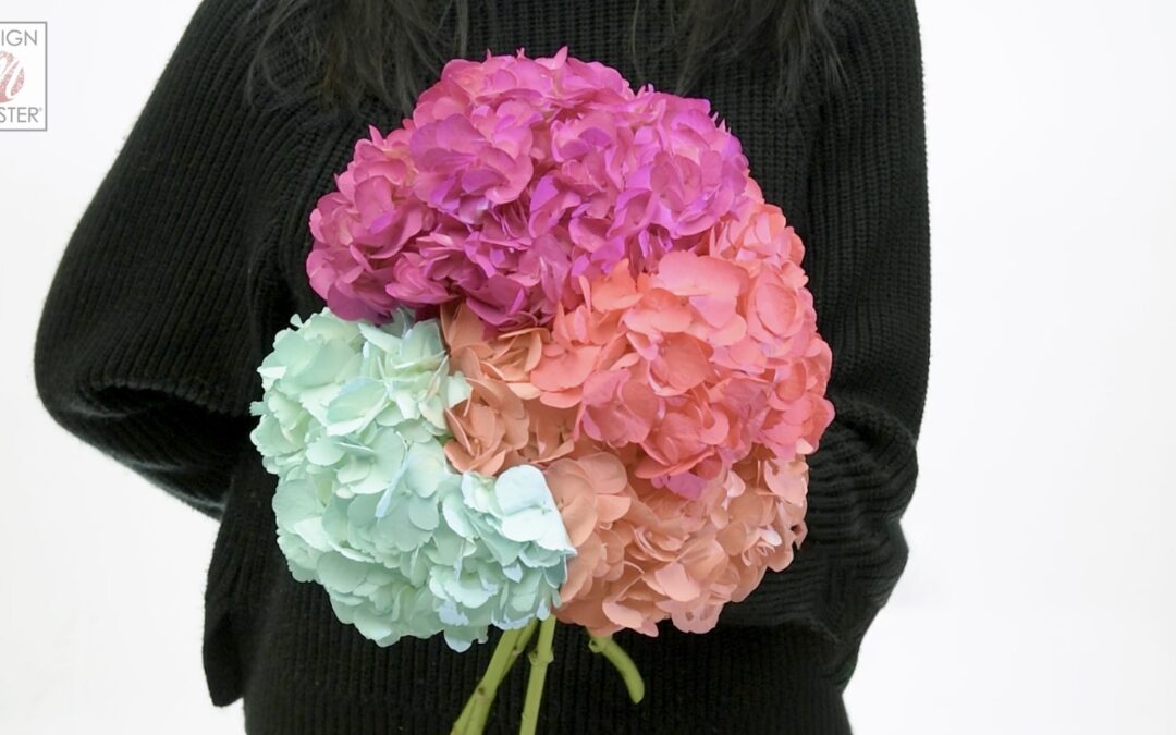 Pushing the Color Boundaries of Hydrangea Blooms