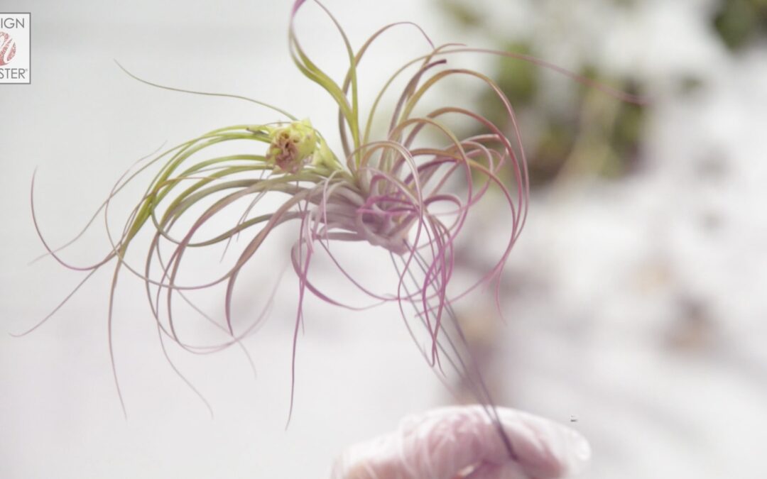Tillandsia Tipped in Color