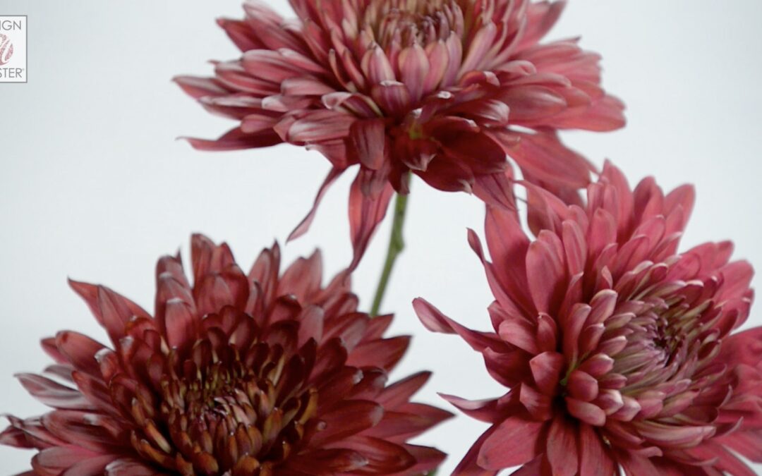 Tone Flower Color with Glossy Wood Tone  v.I