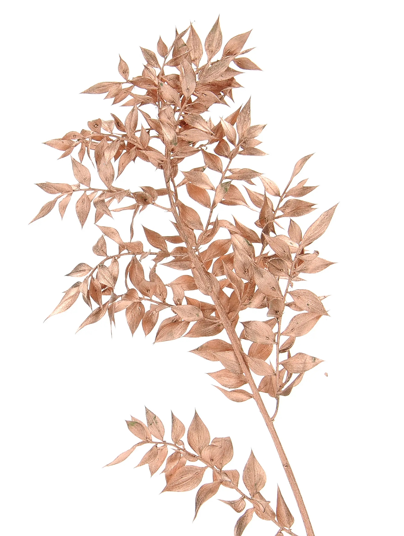 Color Trend- Marigold garden-1