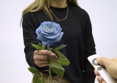 Reimagining Roses in a Rainbow of Colors