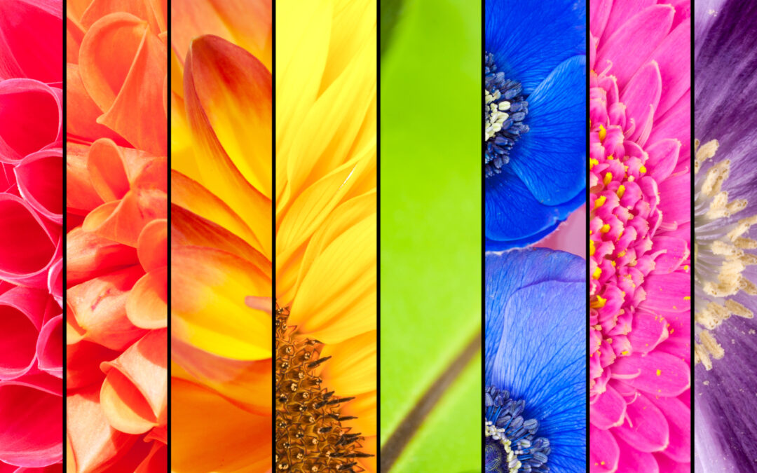 A Guide to Color Shifting