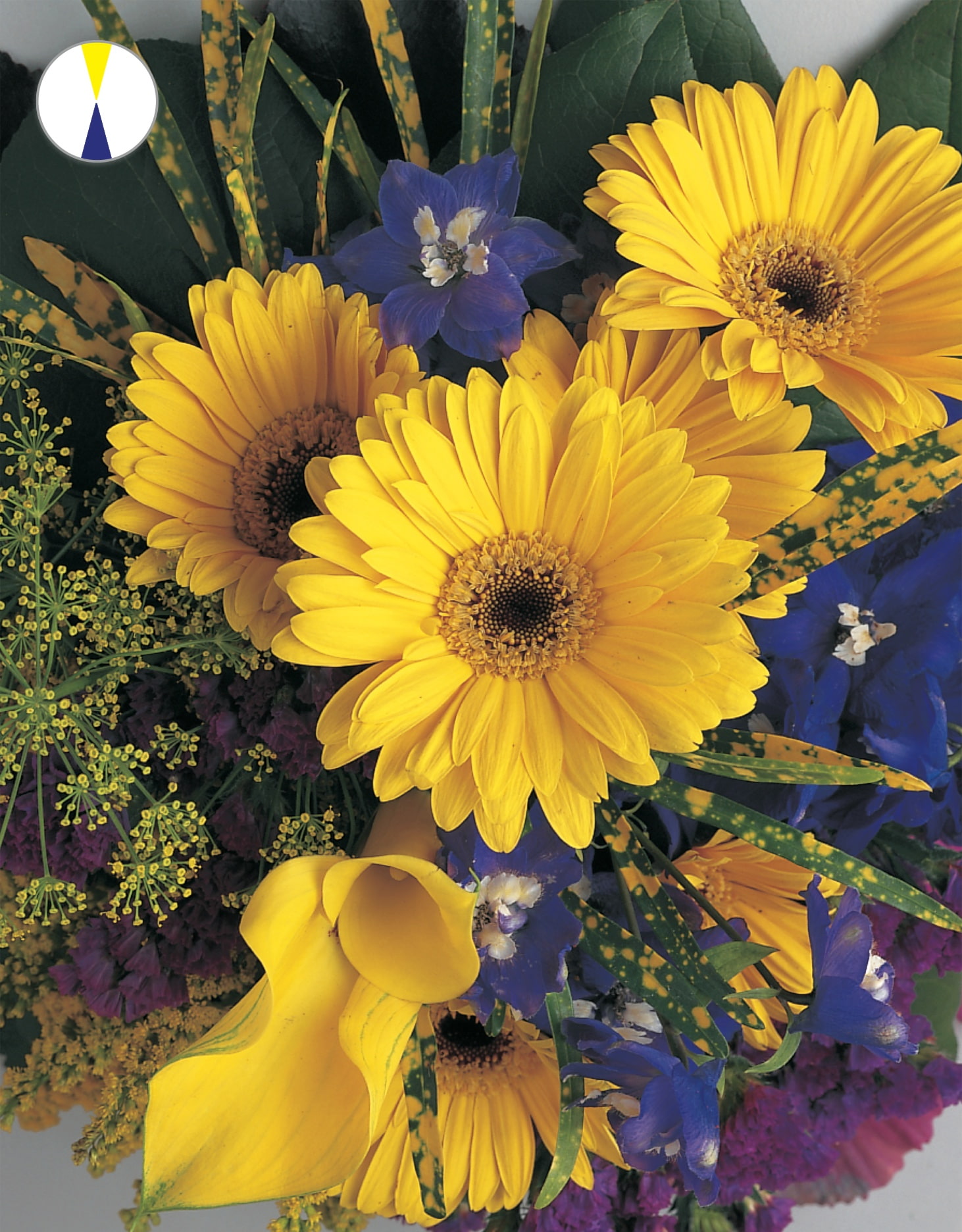 design-master-classic-color-harmonies-complementary-blue-yellow-taller-min - Design Master®