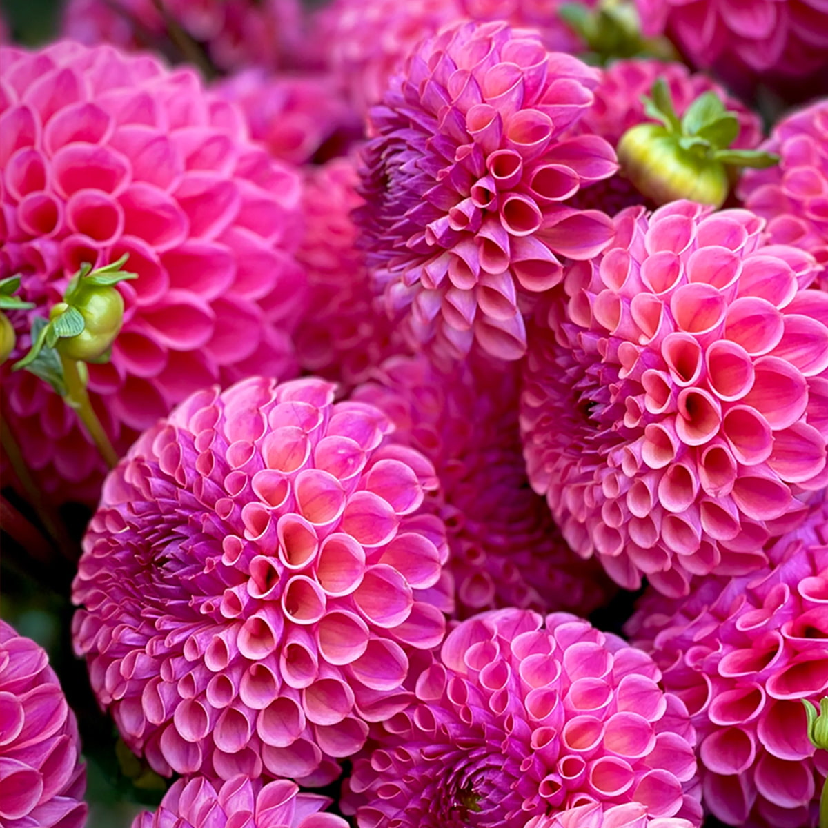 electric-punch-3-hot-pink-dahlias-min