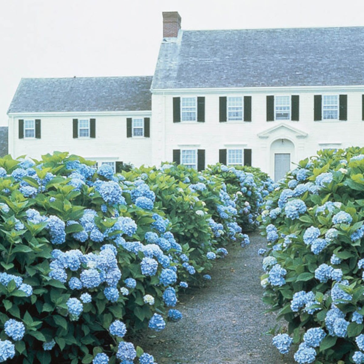 electric-punch-7-light-blue-flower-bushes-outside-white-house-50290599-min