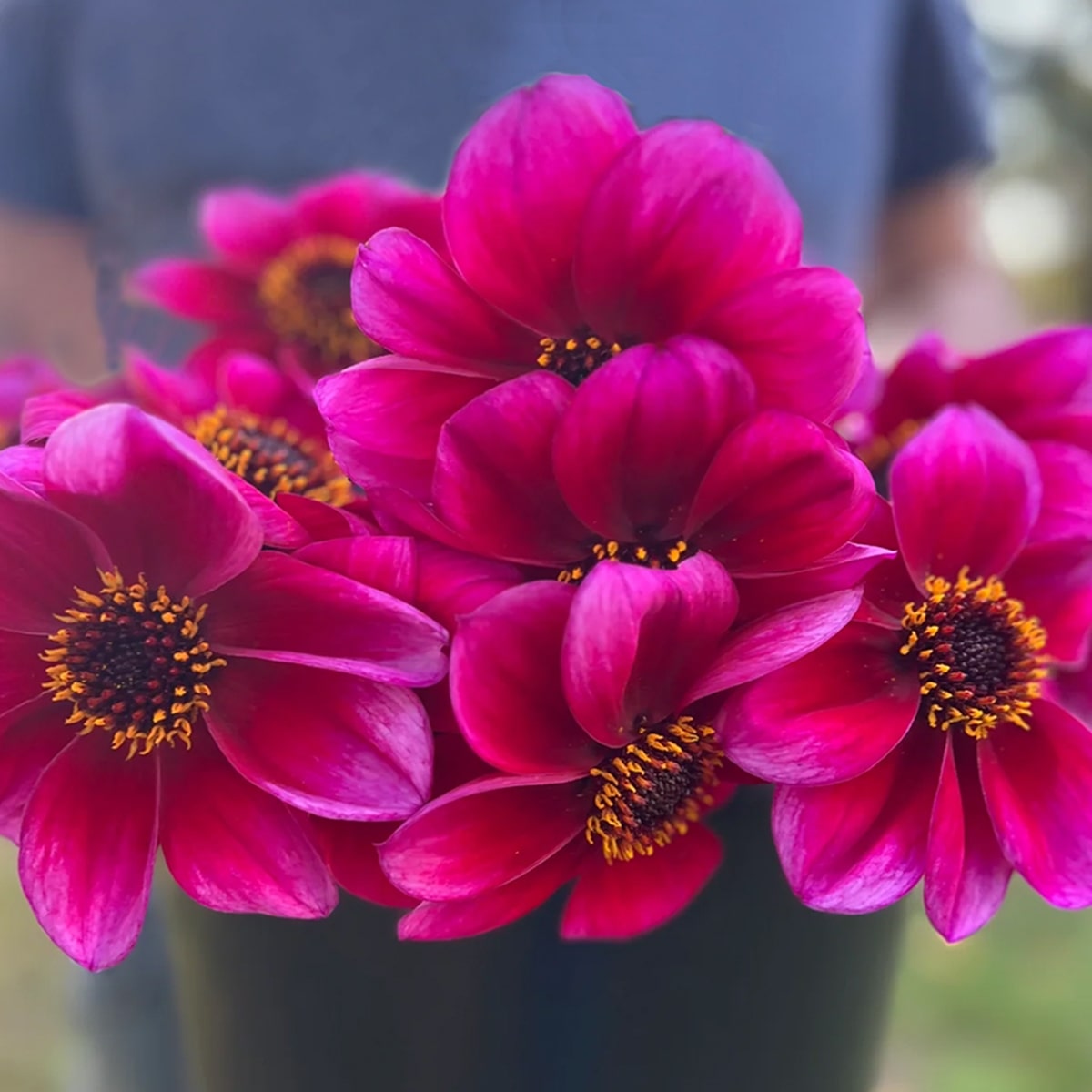 electric-punch-8-dahlias-2-min