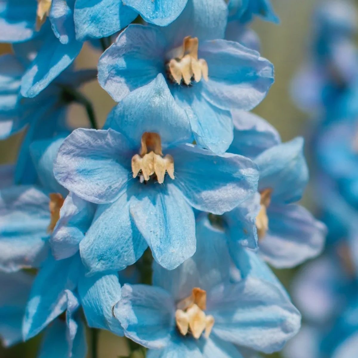 electric-punch-9-Close-Up-of-Bright-Blue-Blooms-with-White-Centers-min